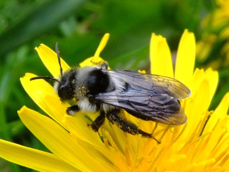 An Ashy Mining Bee An An Ashy Mining Bee resting on a yellow flower