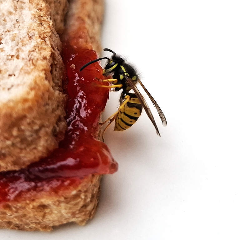 A wasp feeding on the jam in a sandwich