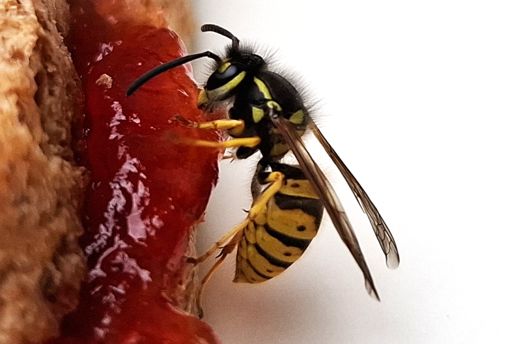 A Common Wasp A Common Wasp in profile shown feeding on a sandwich filling