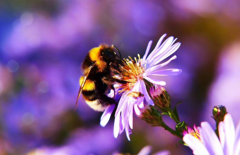 A White-tailed bumblebee A White-tailed bumblebee collecting nectar