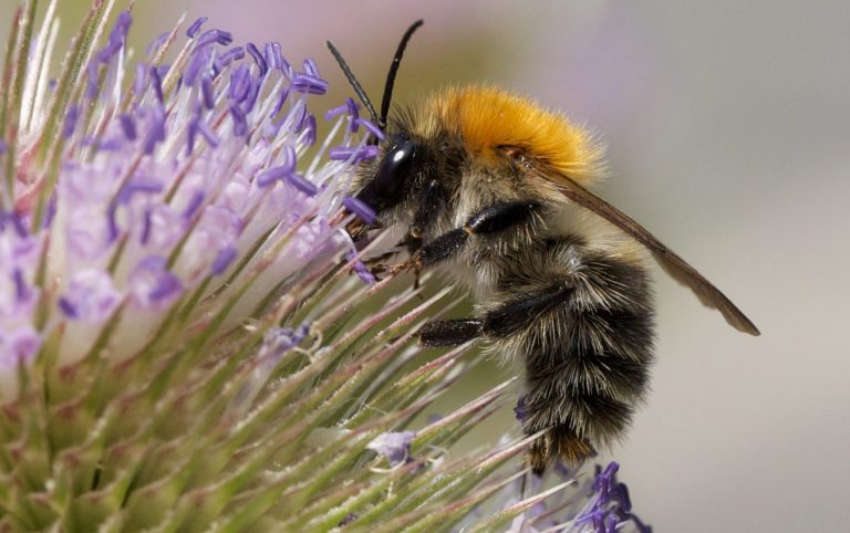 A Common Carder Bee A Common Carder Bee collecting pollen