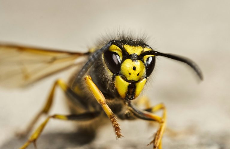 A German Wasp A German Wasp facing the viewer showing the distinctive 3 dots on it's yellow face