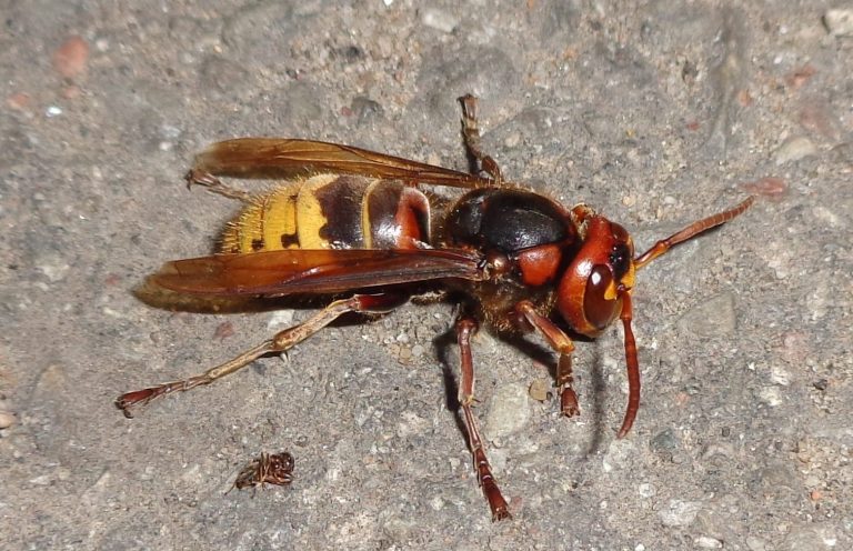 A European Hornet A European Hornet resting on the ground