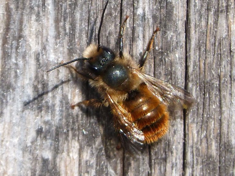 A Red Mason bee A Red Mason bee resting on some wood