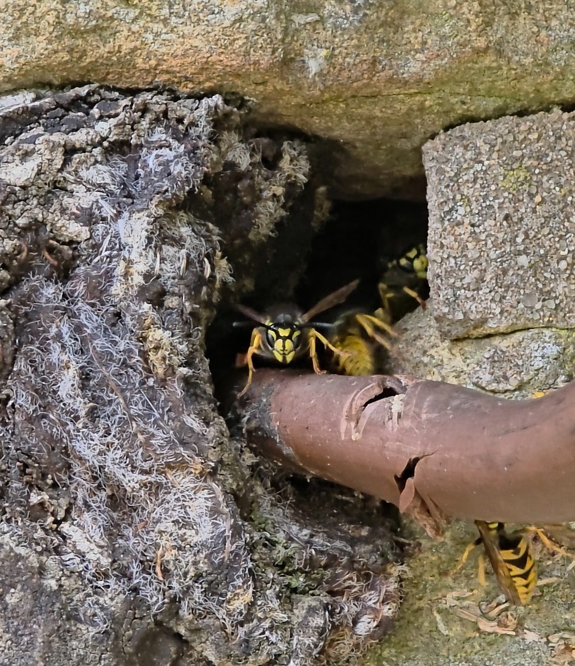 A typical wasp nest entrance Wasps around a nest entrance in a house wall