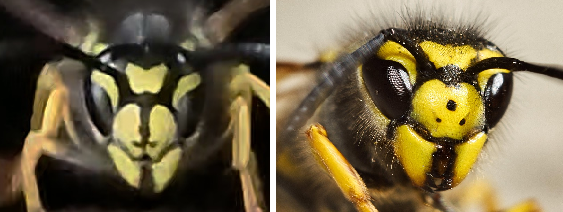 Comparison of wasp faces Common wasp face on left and German wasp face on right