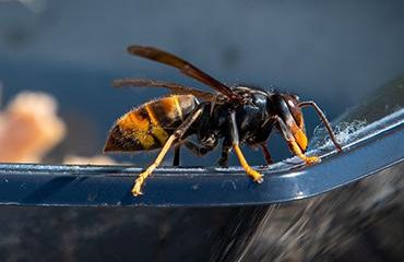 An Asian Hornet An Asian Hornet resting on the rim of a basket