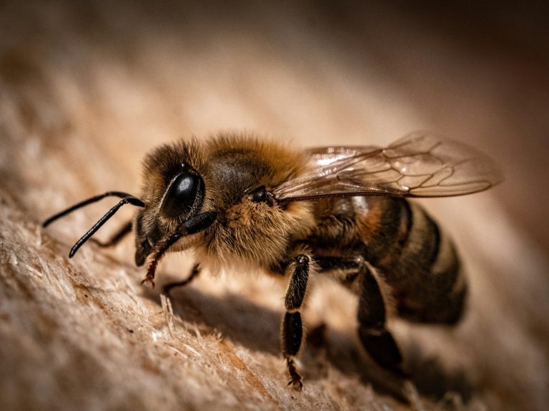A Honeybee A Honeybee resting on some wood