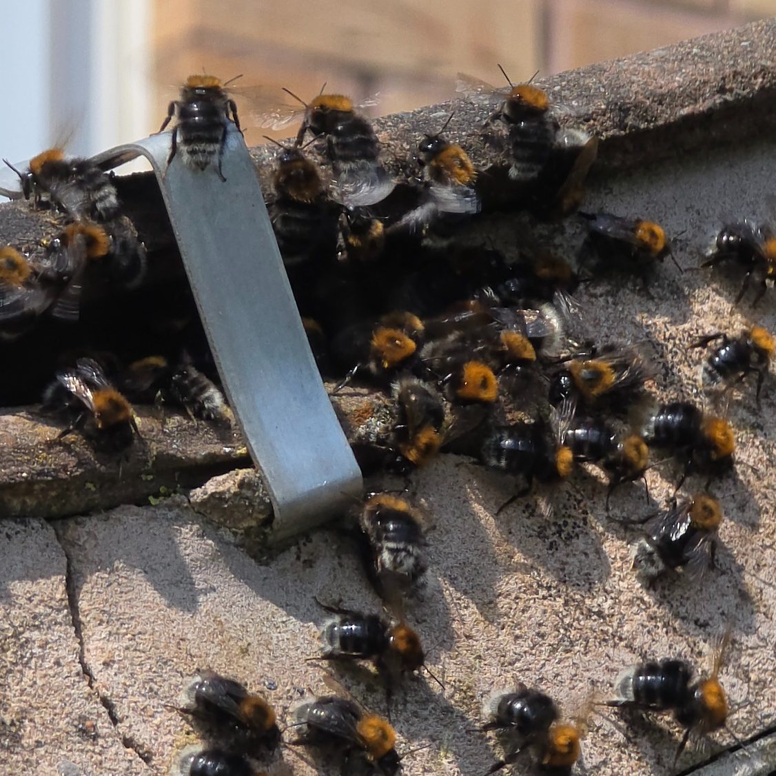 A White-tailed bumblebee nest in Doncaster